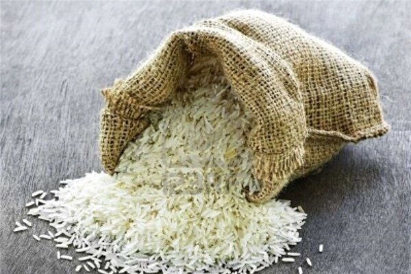 فروش عمده برنج کامفیروز از بهترین برنج ایرانی
